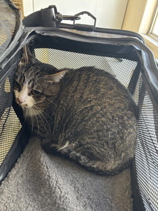 MEANIE - Domestic Shorthair / Mix available for adoption