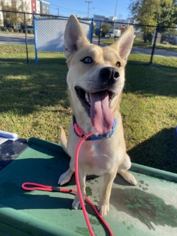 ELSIE - Siberian Husky / Cane Corso available for adoption