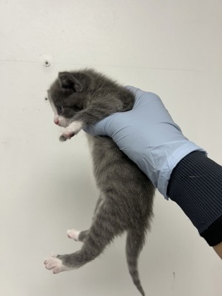 61753680 - Domestic Shorthair / Mix available for adoption