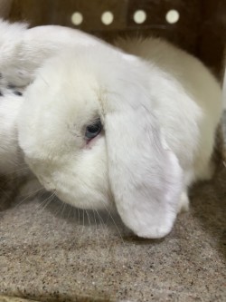 61997619 - Rabbit / Rabbit available for adoption