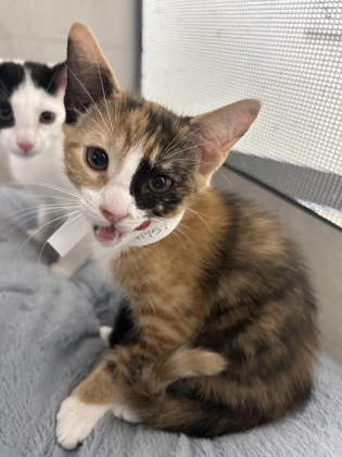 JOLTEON - Domestic Shorthair / Mix available for adoption