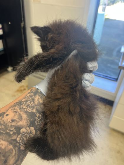 61858992 - Domestic Longhair / Mix available for adoption