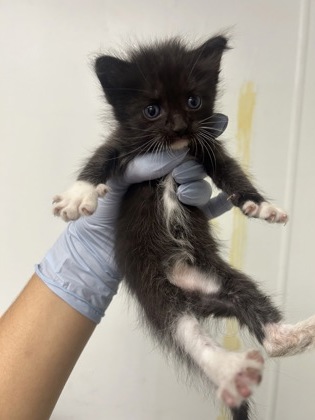 61709424 - Domestic Medium Hair / Mix available for adoption