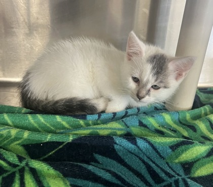 61957724 - Domestic Shorthair / Mix available for adoption