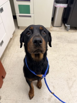 STELLA - Rottweiler / Mix available for adoption