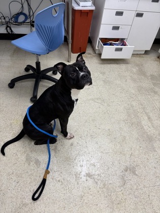 ROCKY - Pit Bull Terrier / Mix available for adoption