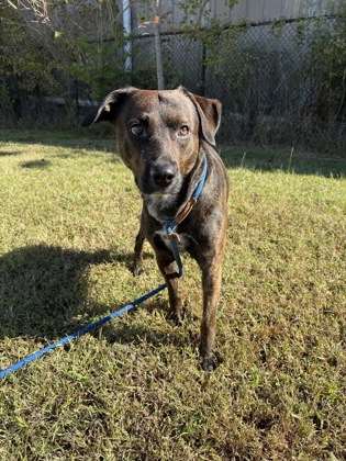 61962979 - Pit Bull Terrier / Mix available for adoption