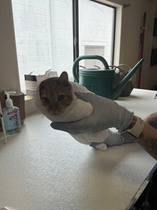 61815818 - Domestic Shorthair / Mix available for adoption