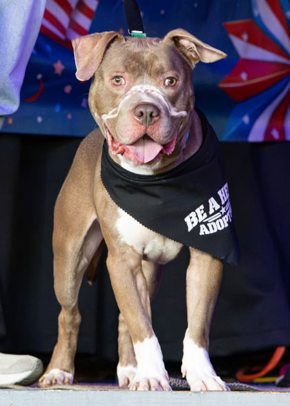 HERBIE - Pit Bull Terrier / Mix available for adoption