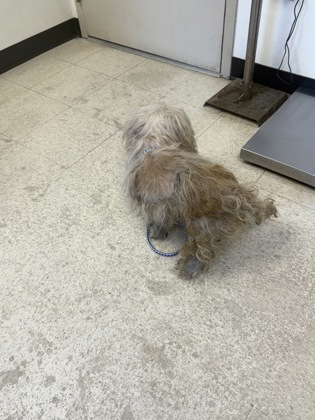 61969251 - Maltese / Mix available for adoption