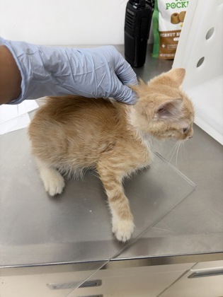 61755432 - Domestic Shorthair / Mix available for adoption