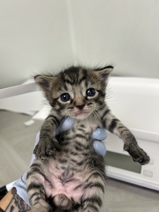 61763107 - Domestic Shorthair / Mix available for adoption