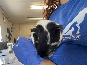61979583 - Guinea Pig / Guinea Pig available for adoption