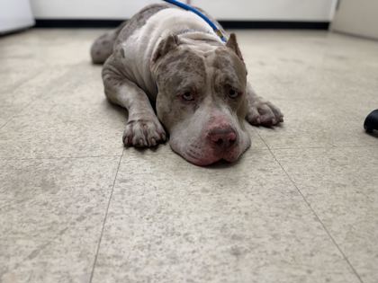 61759713 - Pit Bull Terrier / Mix available for adoption