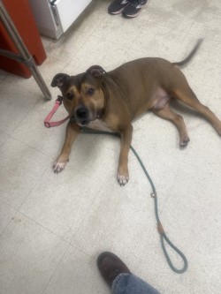PHAT PHAT - Pit Bull Terrier / Mix available for adoption