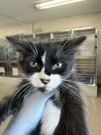 61989577 - Domestic Medium Hair / Mix available for adoption