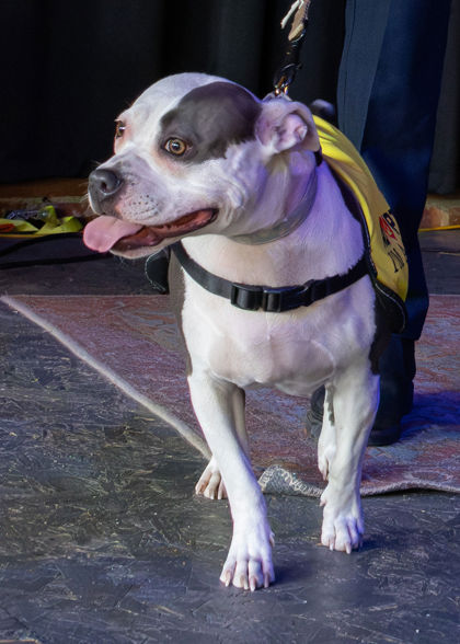 DAISY - Pit Bull Terrier / Mix available for adoption