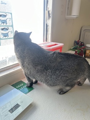 61745950 - British Shorthair / Mix available for adoption