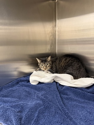 61895722 - Domestic Shorthair / Mix available for adoption