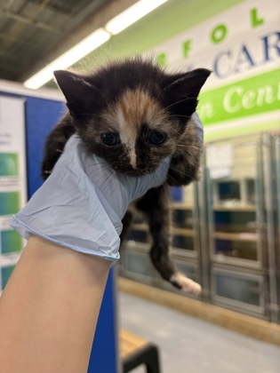 61835174 - Domestic Shorthair / Mix available for adoption