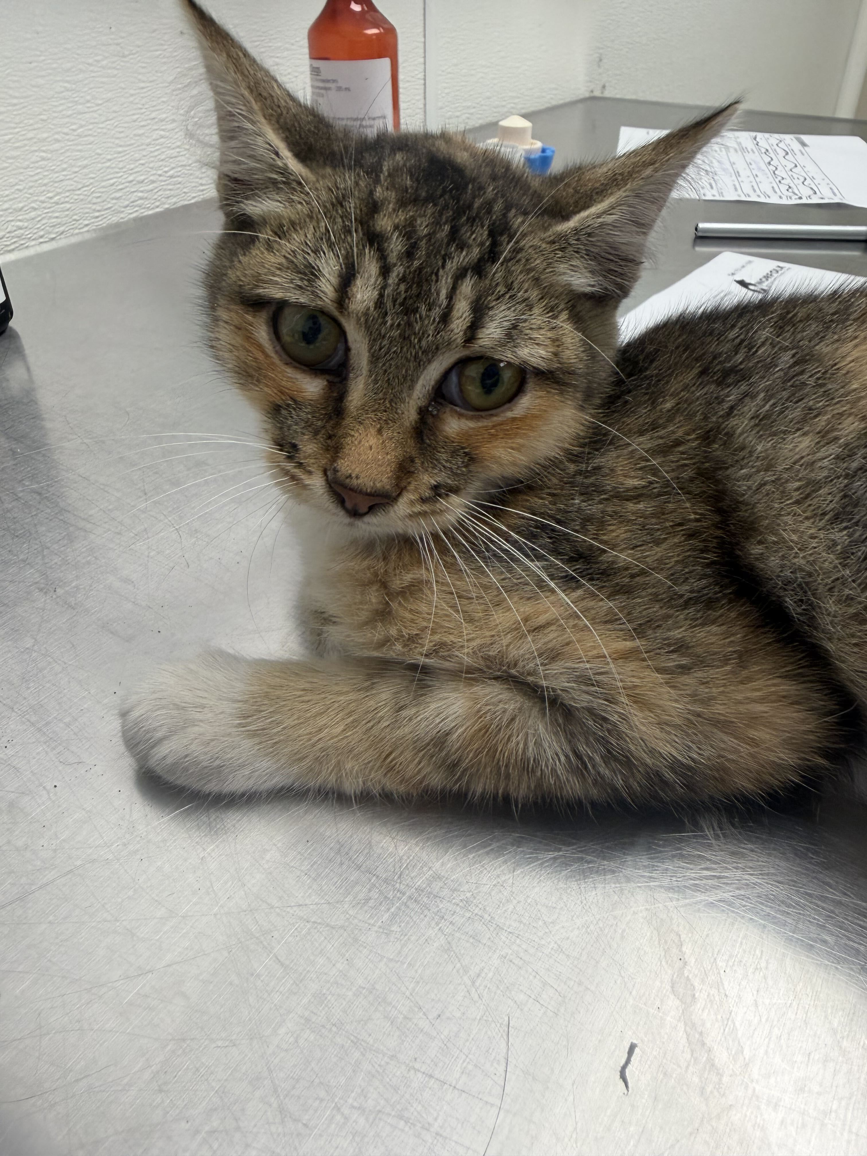 61819701 - Domestic Shorthair / Mix available for adoption