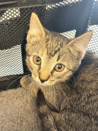 61709753 - Domestic Shorthair / Mix available for adoption