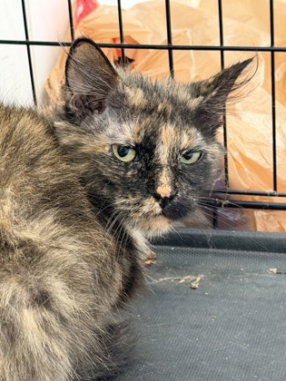 NINA - Domestic Medium Hair / Mix for adoption in Norfolk