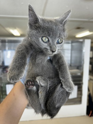 61871803 - Domestic Shorthair / Mix available for adoption
