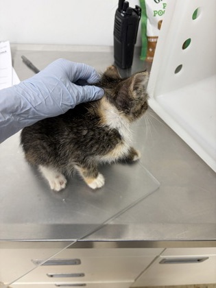 61755381 - Domestic Shorthair / Mix available for adoption