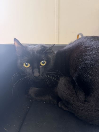 VOID - Domestic Shorthair / Mix available for adoption