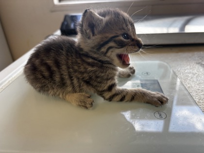 61518390 - Domestic Shorthair / Mix available for adoption