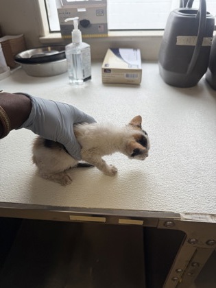 61768688 - Domestic Shorthair / Mix available for adoption