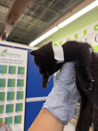 61835162 - Domestic Shorthair / Mix available for adoption