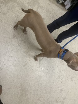 SHAKIRA - Pit Bull Terrier / Mix available for adoption