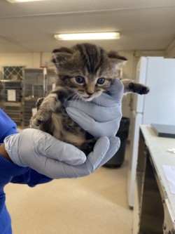 61776362 - Domestic Shorthair / Mix available for adoption