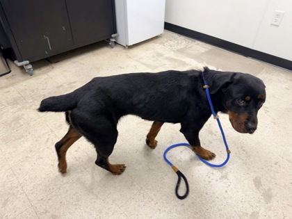 STELLA - Rottweiler / Mix available for adoption