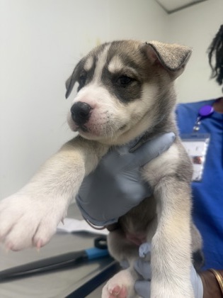 61729055 - Siberian Husky / Mix available for adoption