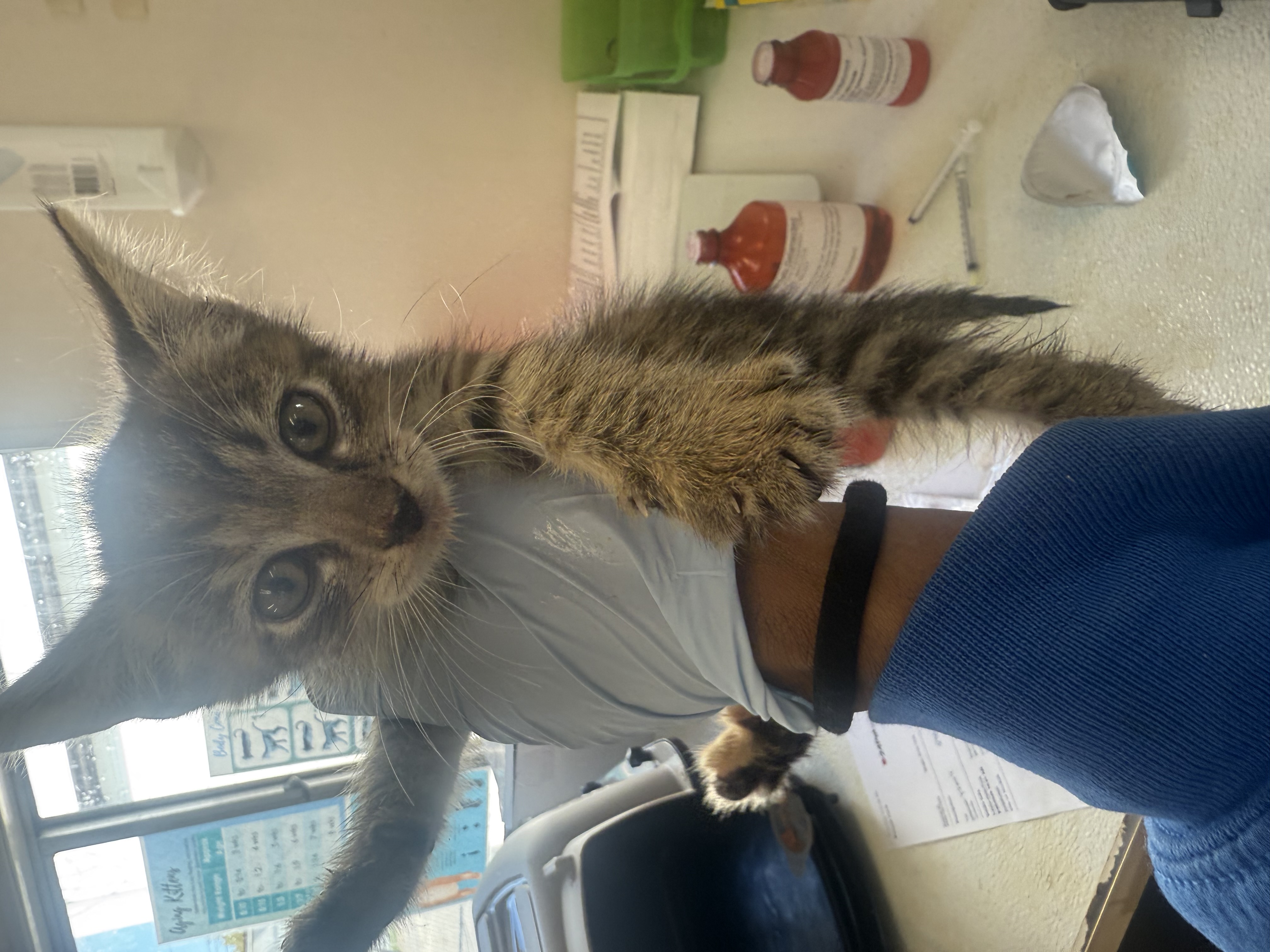 61821537 - Domestic Shorthair / Mix available for adoption
