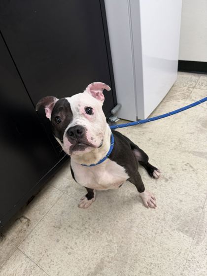 NEWSPAPER - Pit Bull Terrier / Mix available for adoption