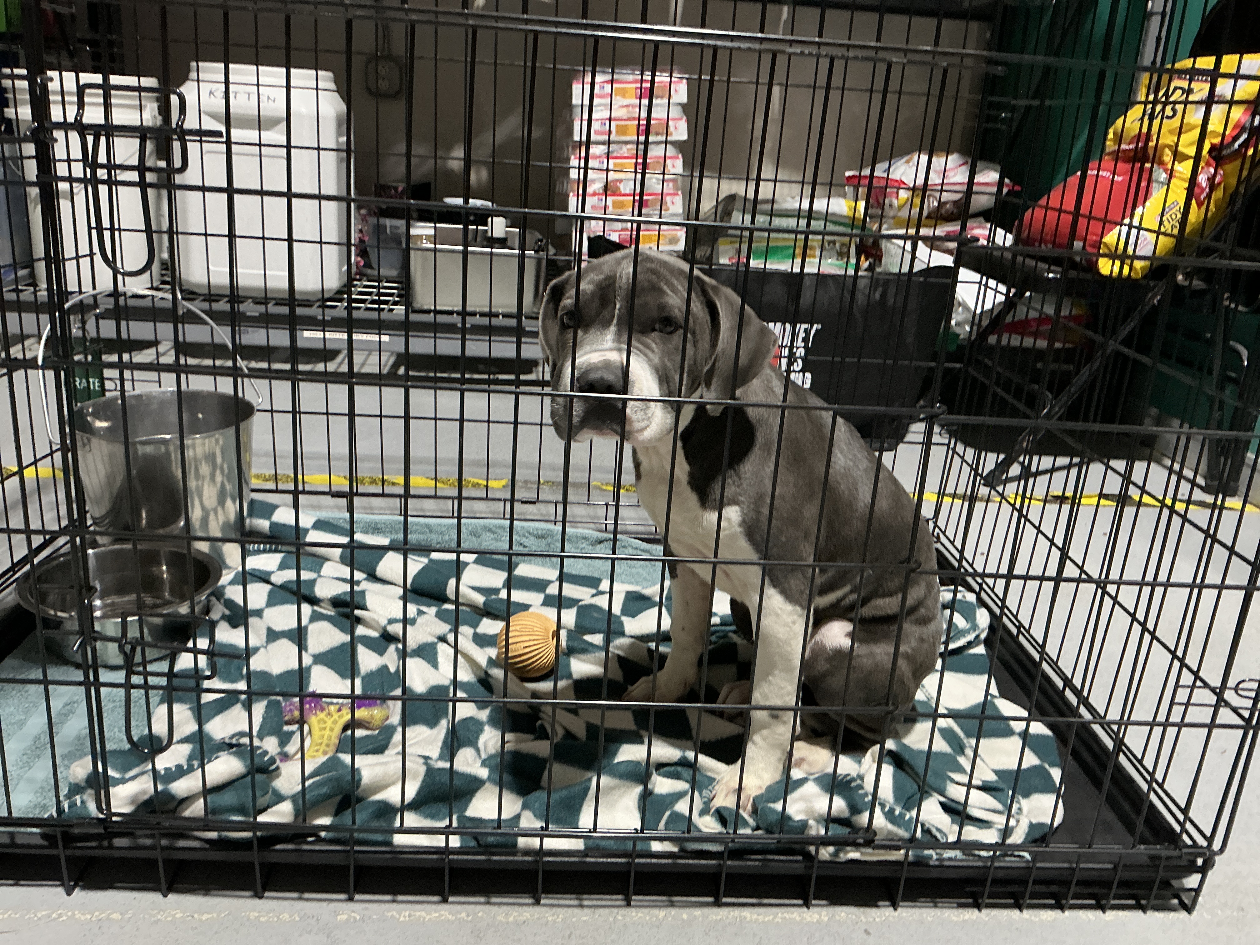 61821047 - Mastiff / American Pit Bull Terrier available for adoption