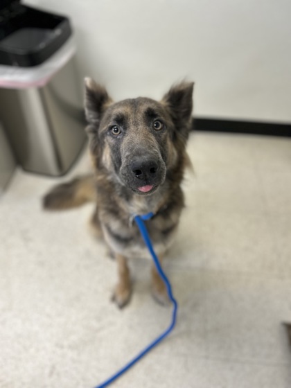 KIARA - German Shepherd / Mix available for adoption