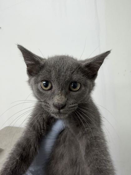 61713423 - Domestic Shorthair / Mix available for adoption