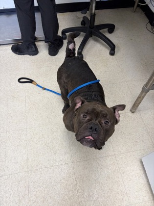 61826579 - Bully American - Pocket / Mix available for adoption