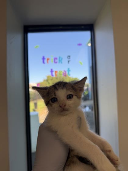 61857586 - Domestic Shorthair / Mix available for adoption