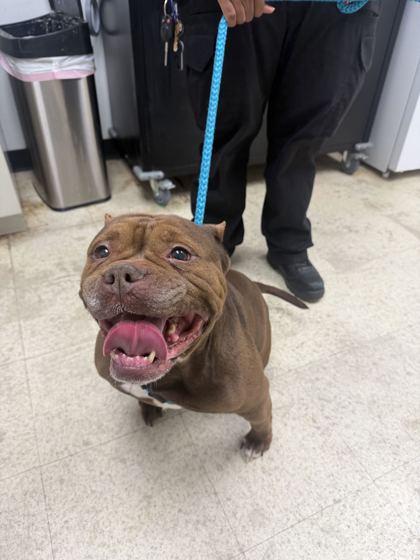 CHOE CHOE - Bulldog / Mix available for adoption