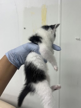 61709402 - Domestic Shorthair / Mix available for adoption