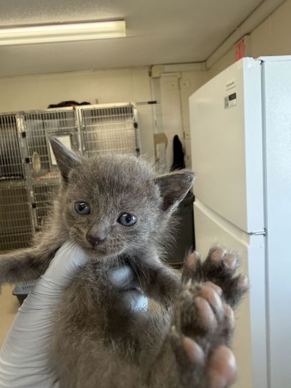 61918930 - Domestic Shorthair / Mix available for adoption