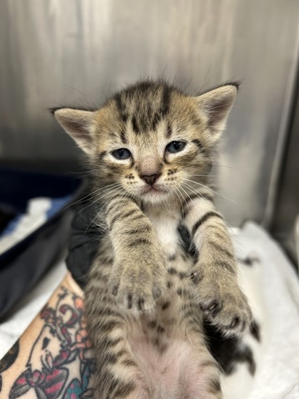 STORK - Domestic Shorthair / Mix available for adoption