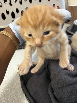 61845868 - Domestic Shorthair / Mix available for adoption