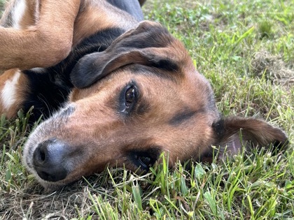 ALEX - Treeing Walker Coonhound / Mix available for adoption